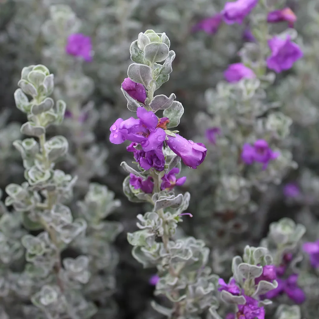 Microburst™ Texas Sage Shrub - Image 4
