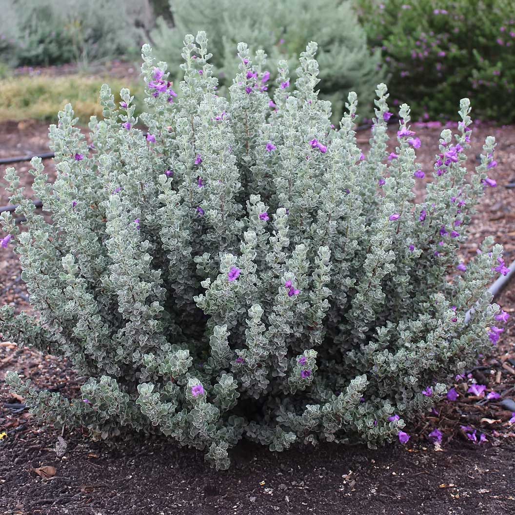 Microburst™ Texas Sage Shrub - Image 5