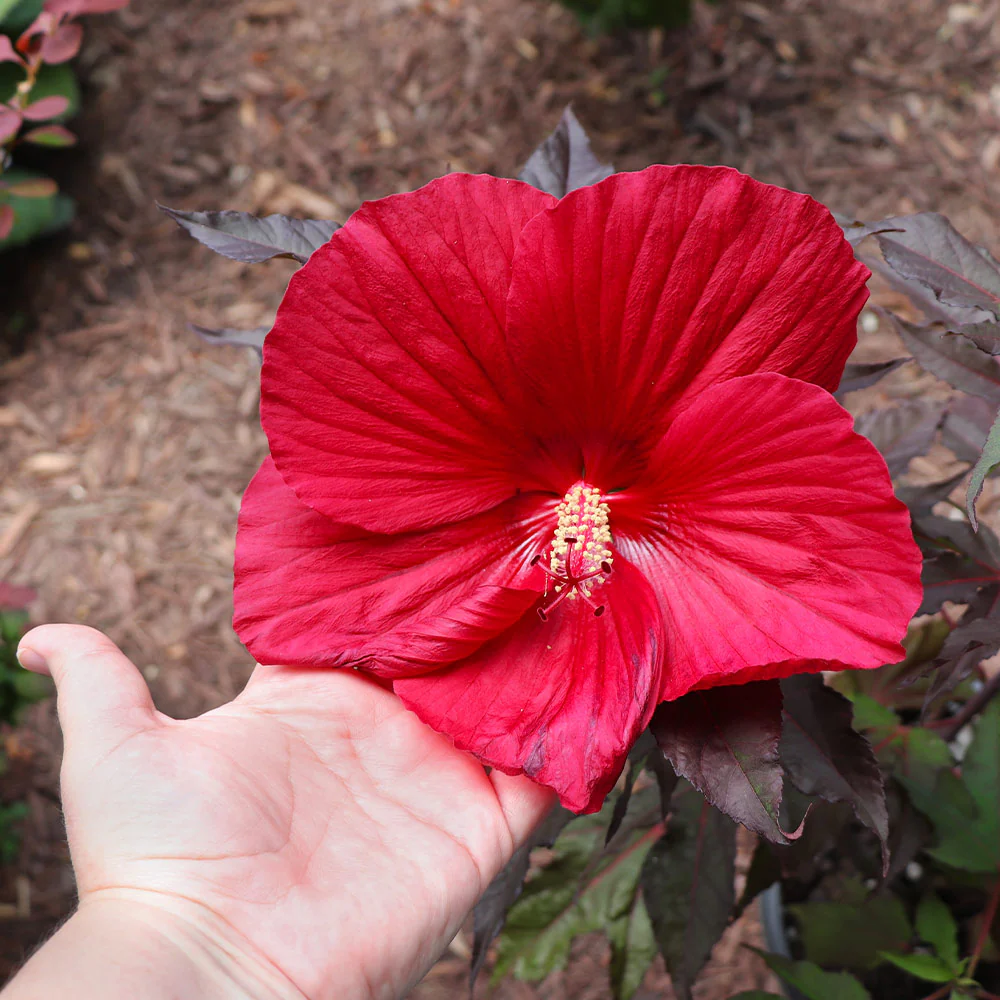 Midnight Marvel Hardy Hibiscus - Image 4