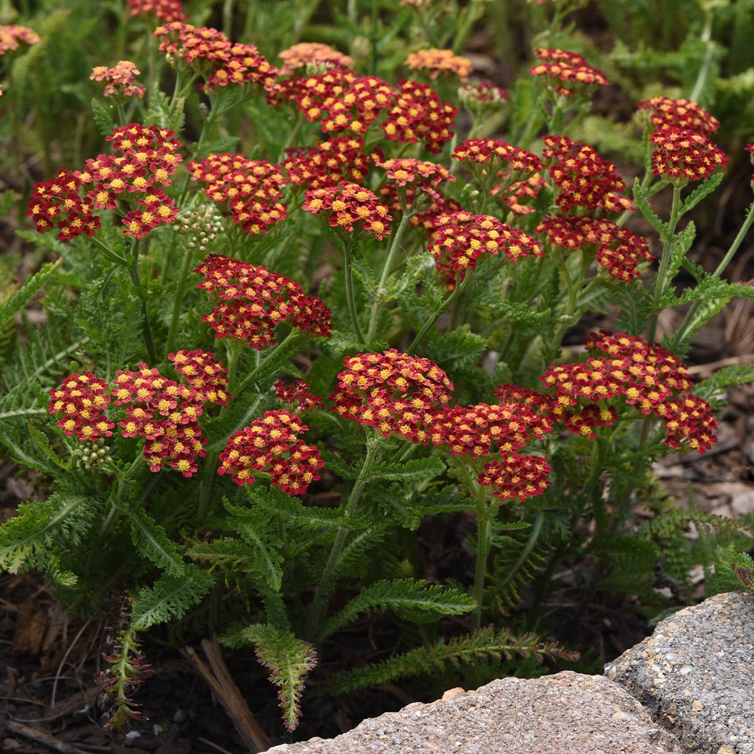 Milly Rock⢠Red Yarrow Plant