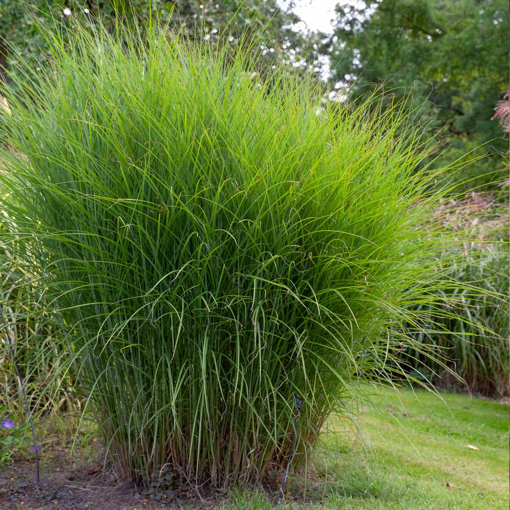 Miscanthus Gracillimus (Maiden Grass) - Image 4