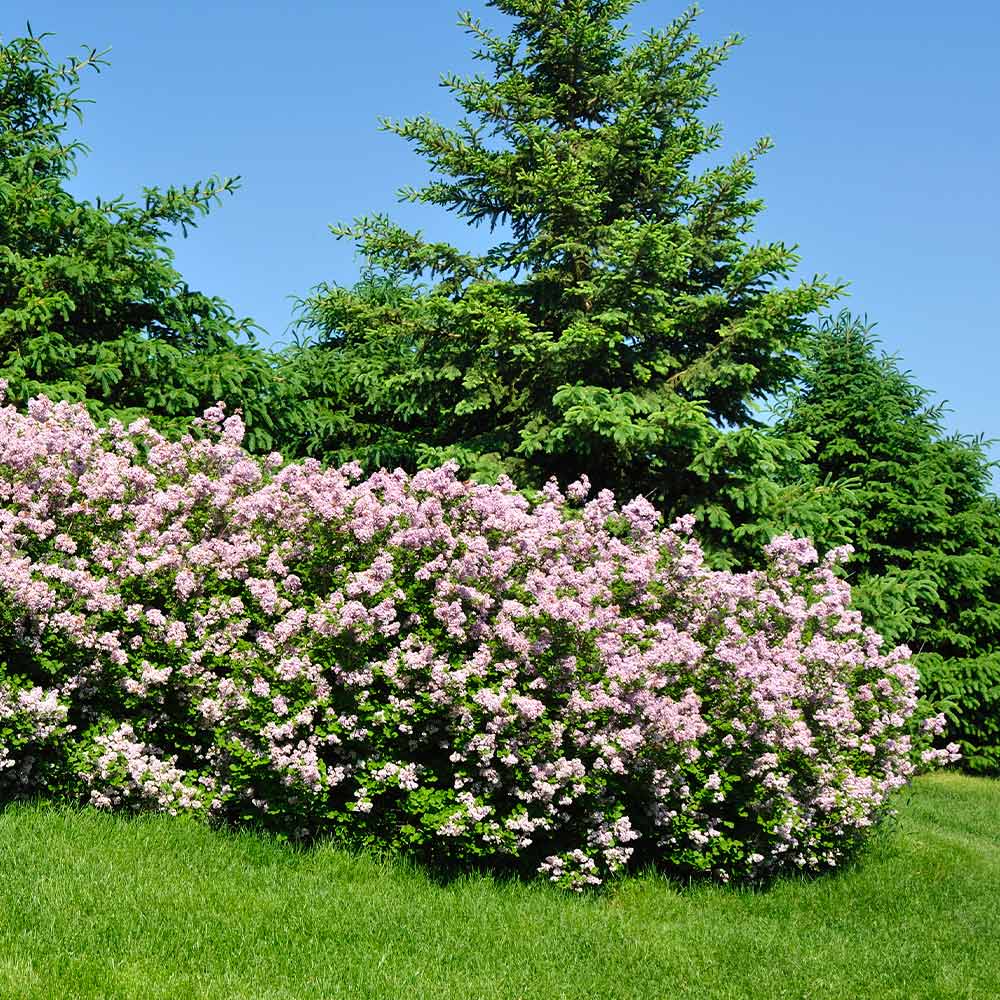 Miss Kim Lilac Shrub - Image 2