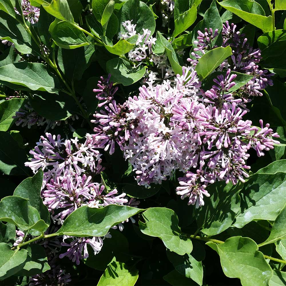 Miss Kim Lilac Shrub - Image 3