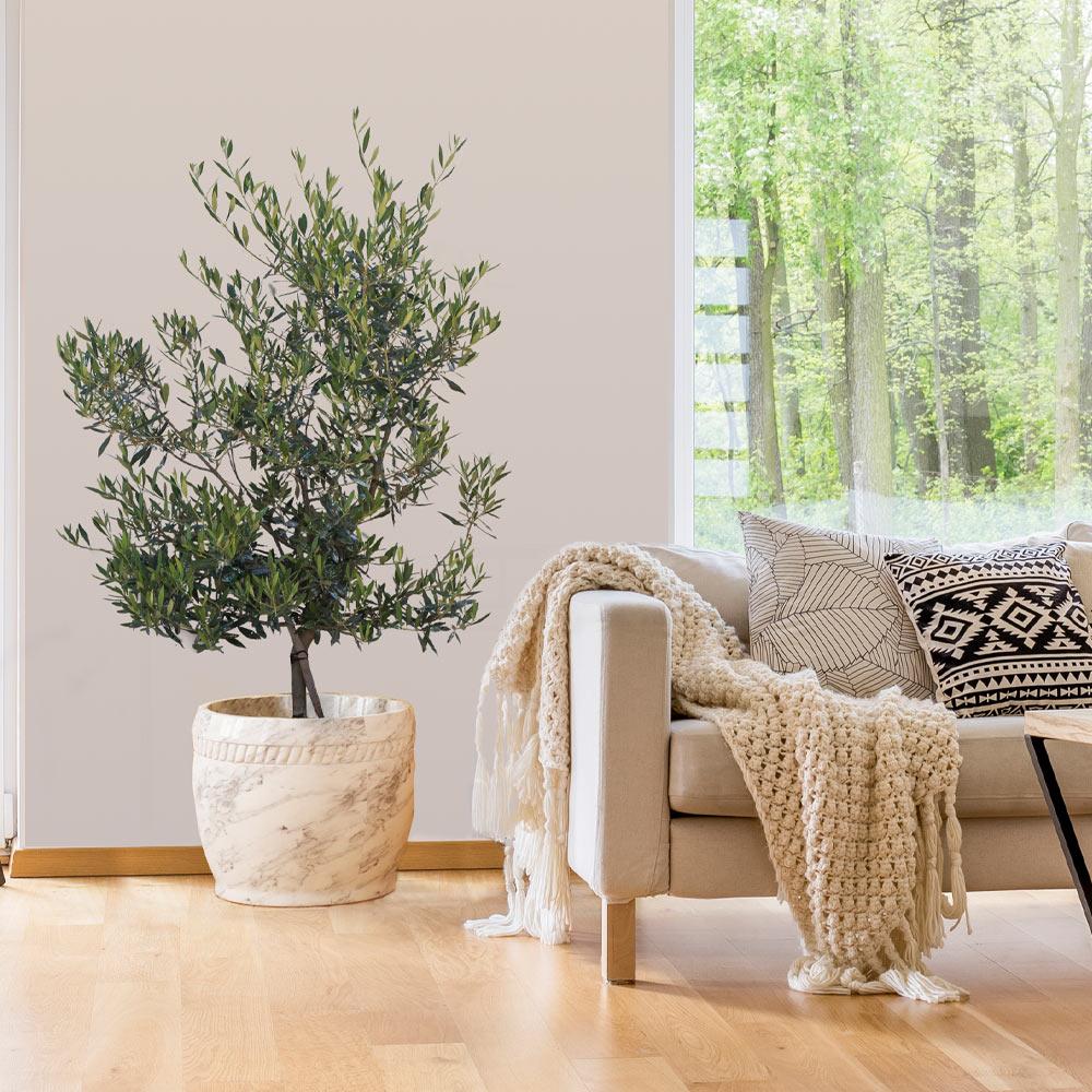 Mission Olive Tree - Image 2