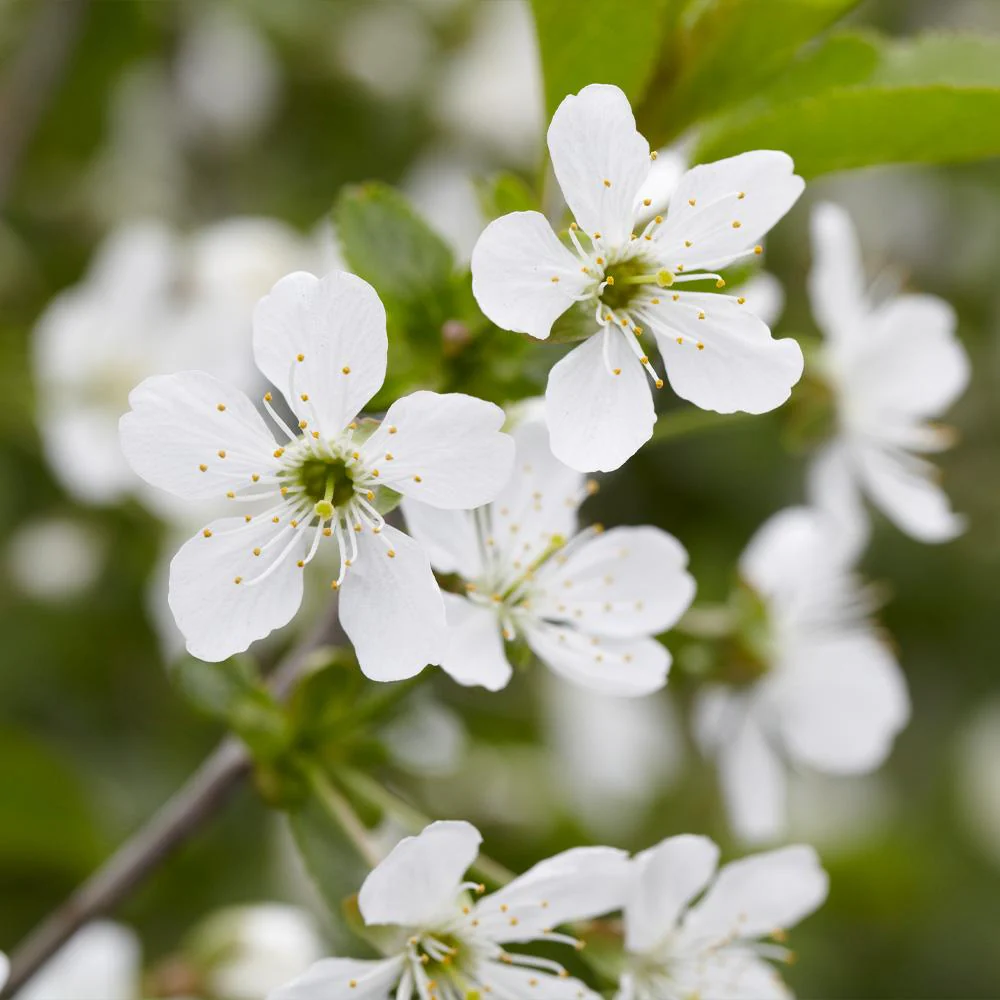 Montmorency Cherry Tree - Image 5