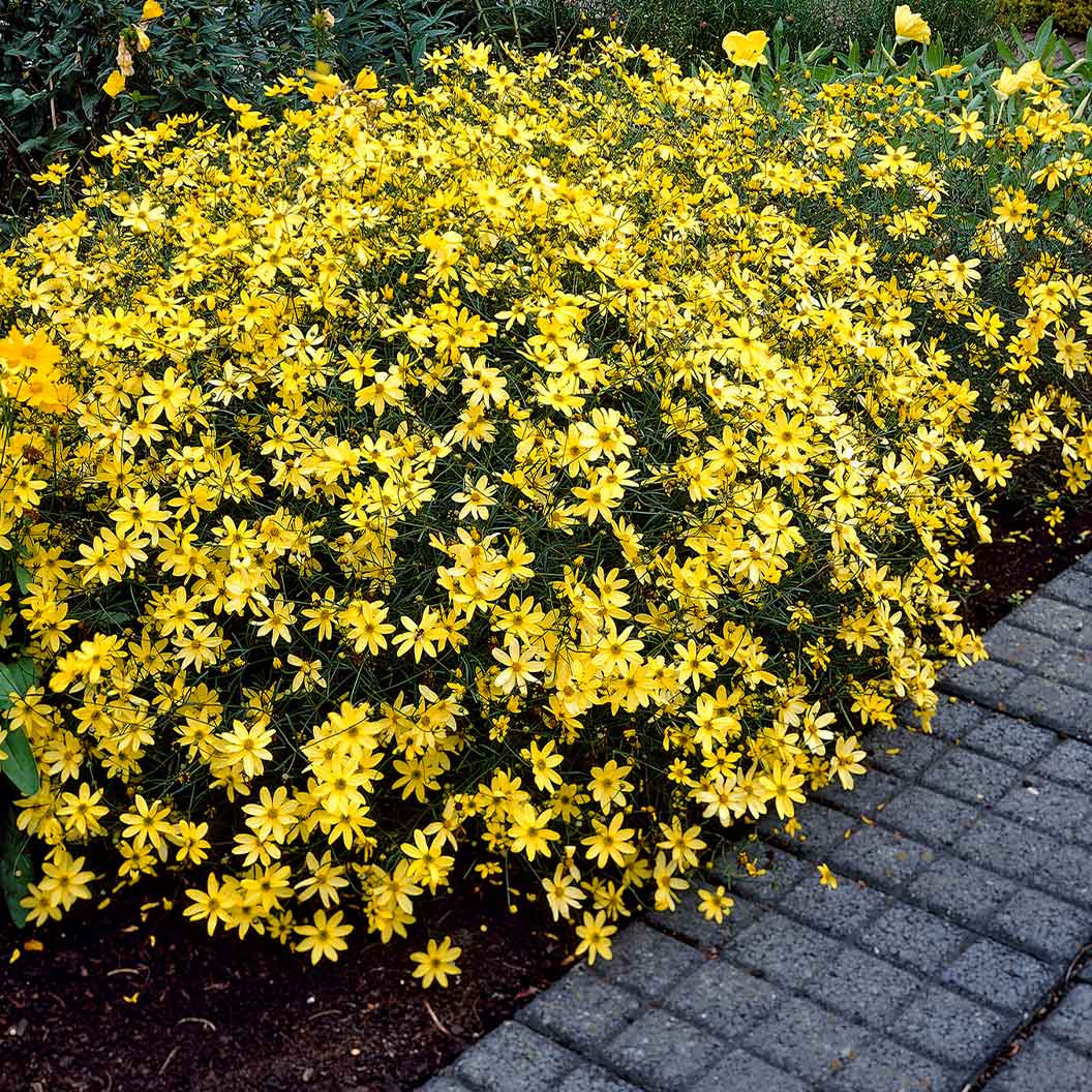 Moonbeam Coreopsis Plant - Image 2