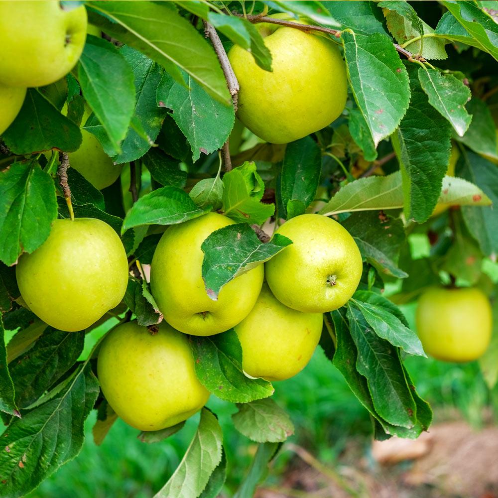 Mutsu (Crispin) Apple Tree - Image 2