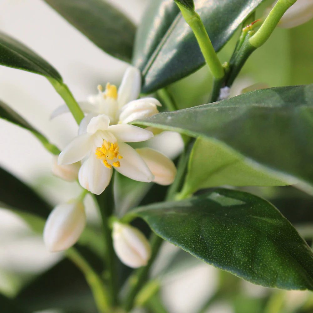 Nagami Kumquat Tree - Image 5