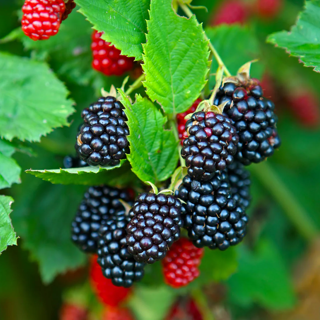 Natchez Blackberry - Image 2