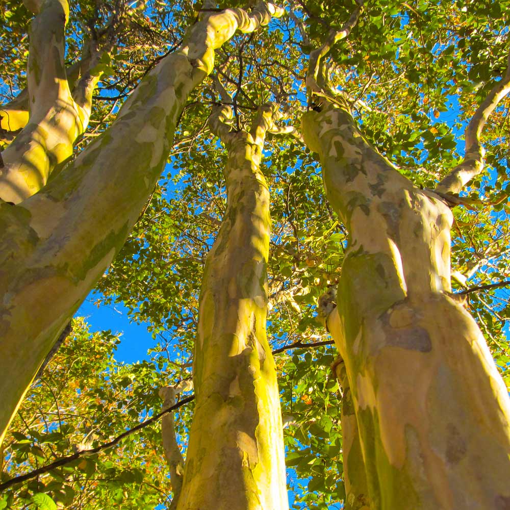 Natchez Crape Myrtle Tree - Image 5