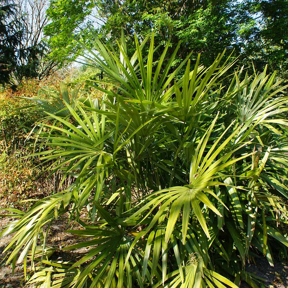 Needle Palm Tree - Image 3