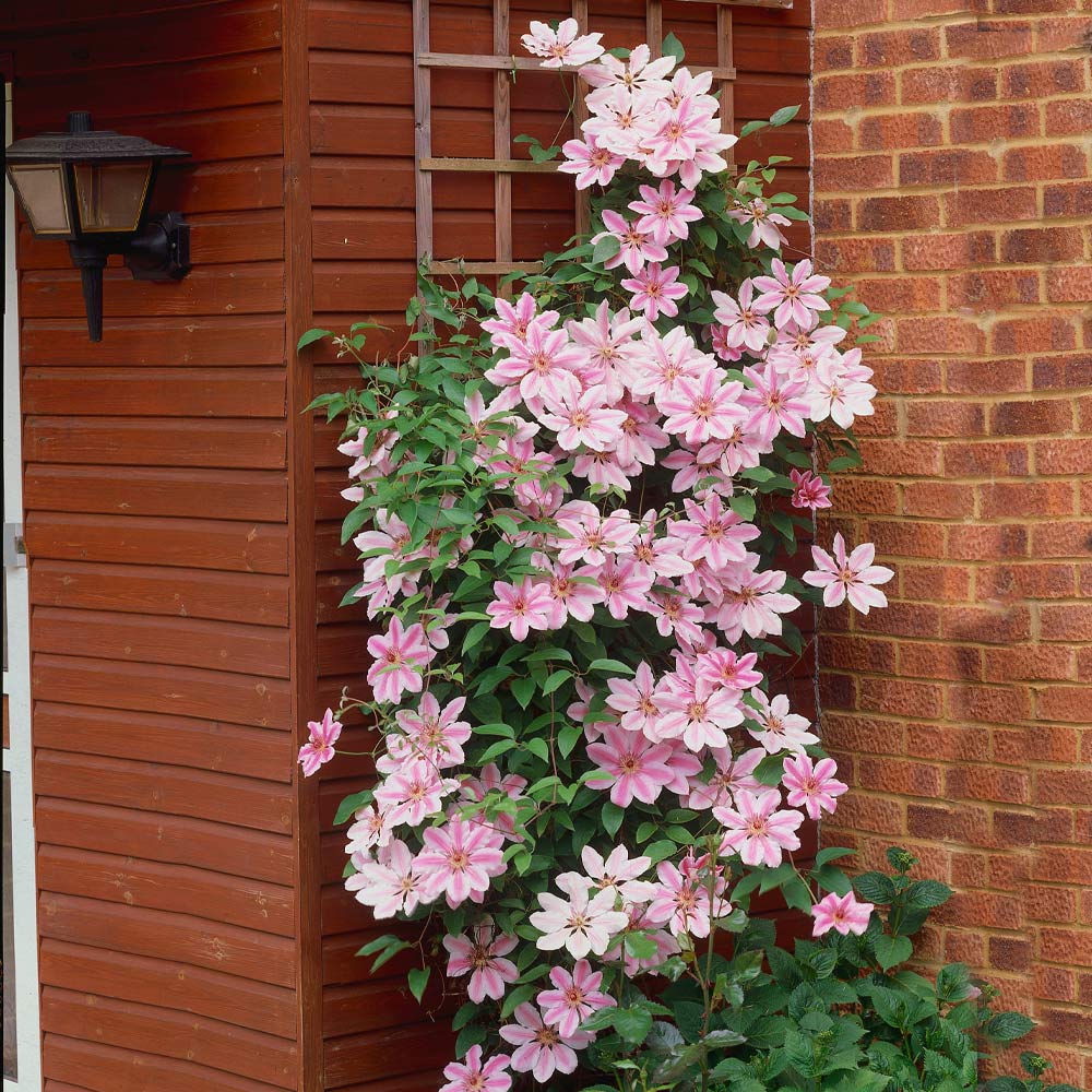 Nelly Moser Clematis Vine - Image 3