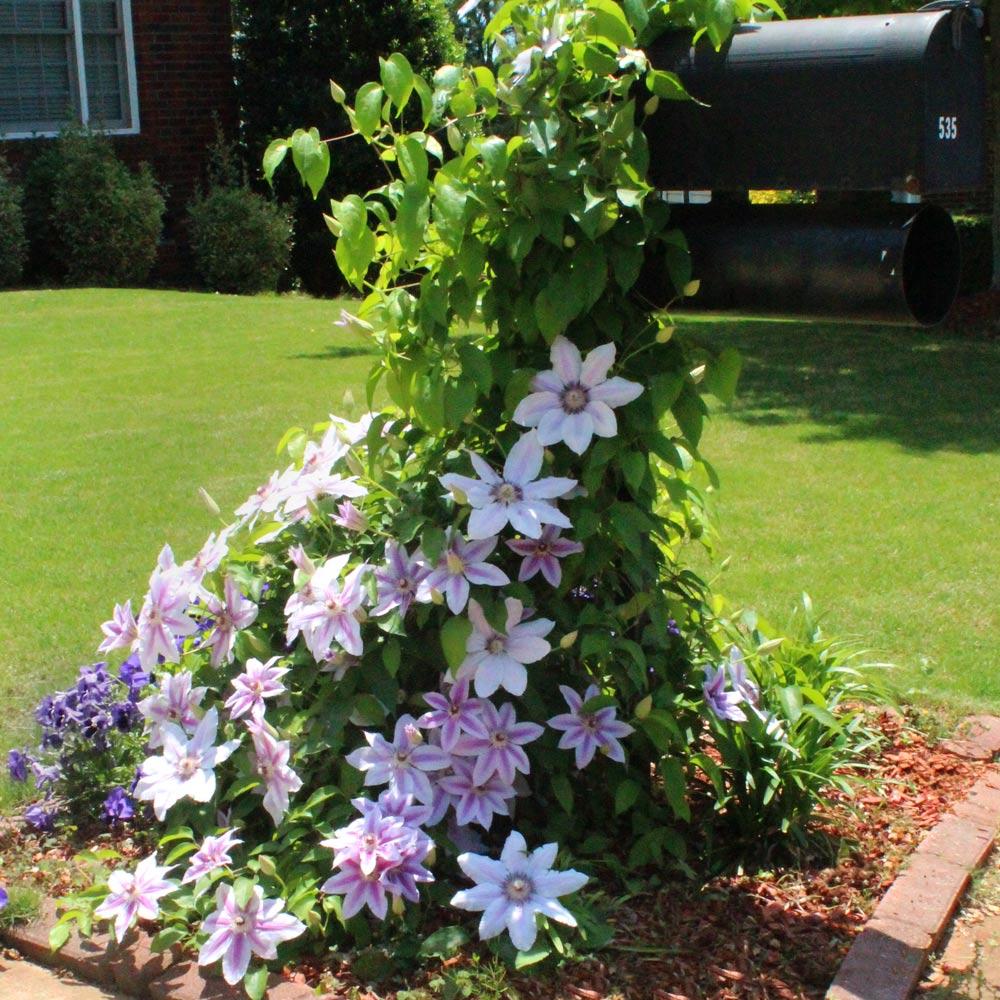 Nelly Moser Clematis Vine - Image 4