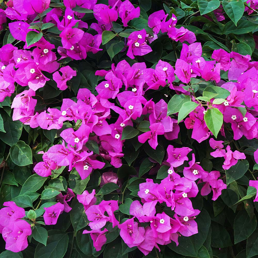 New River Purple Bougainvillea Shrub - Image 3