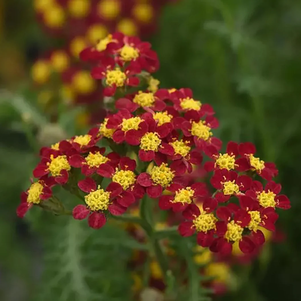 New Vintage⢠Red Yarrow - Image 2