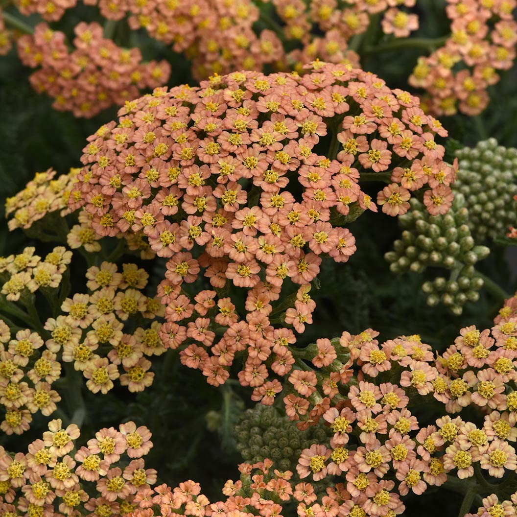 New Vintage™ Terracotta Yarrow Plant - Image 2