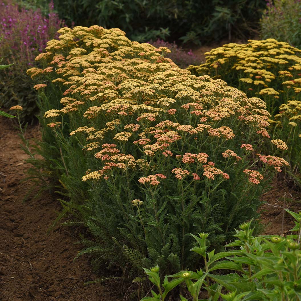 New Vintage™ Terracotta Yarrow Plant - Image 3