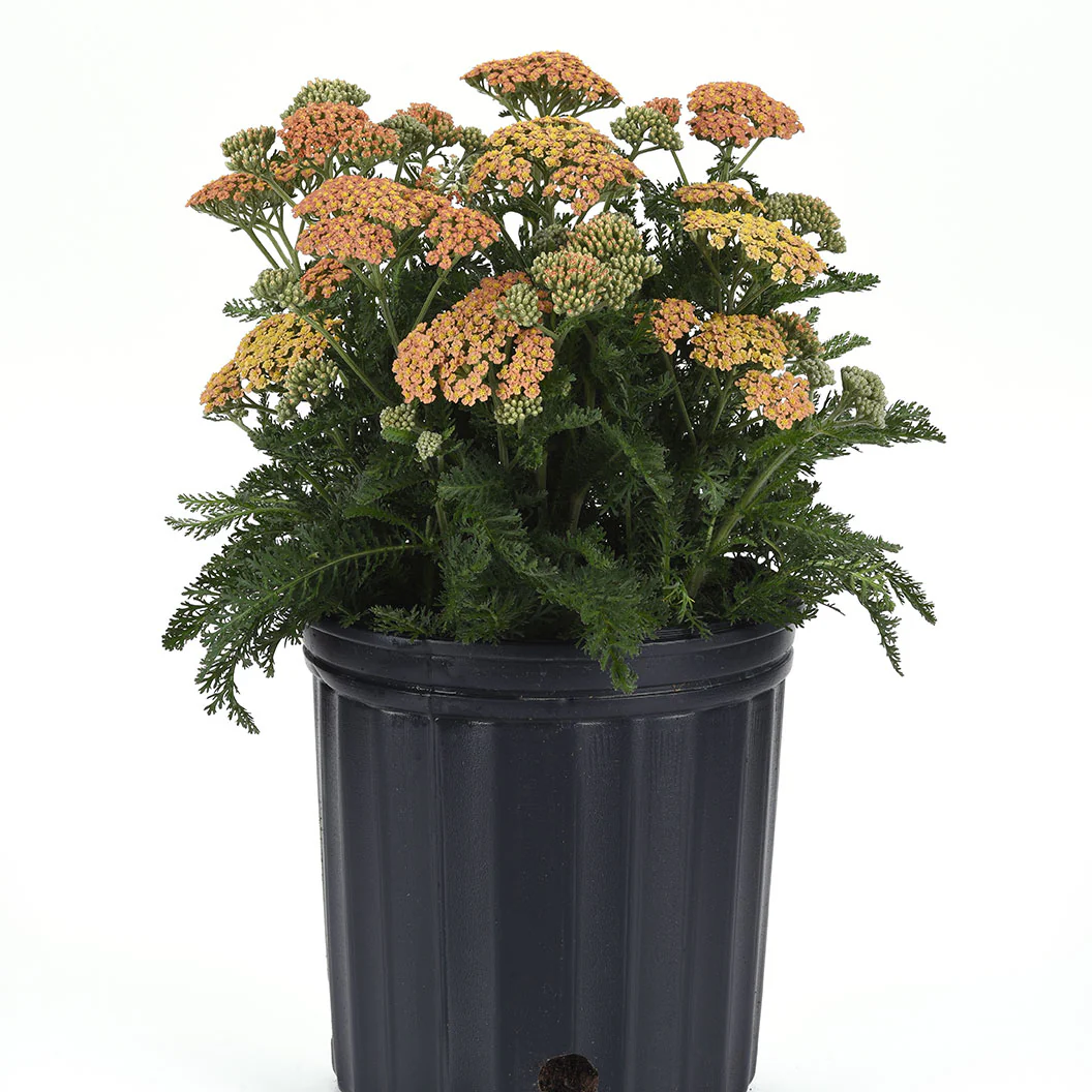New Vintage™ Terracotta Yarrow Plant - Image 4