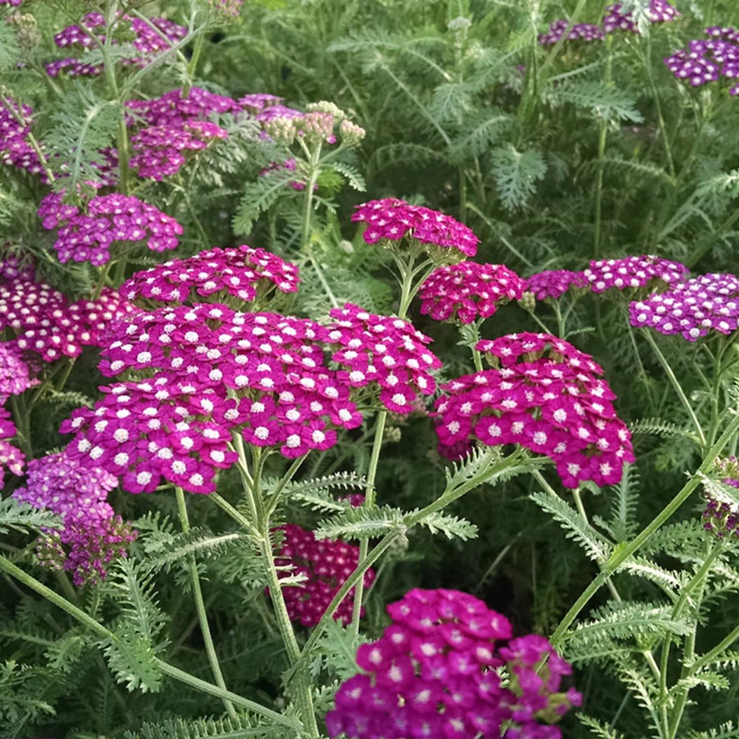 New Vintage⢠Violet Yarrow
