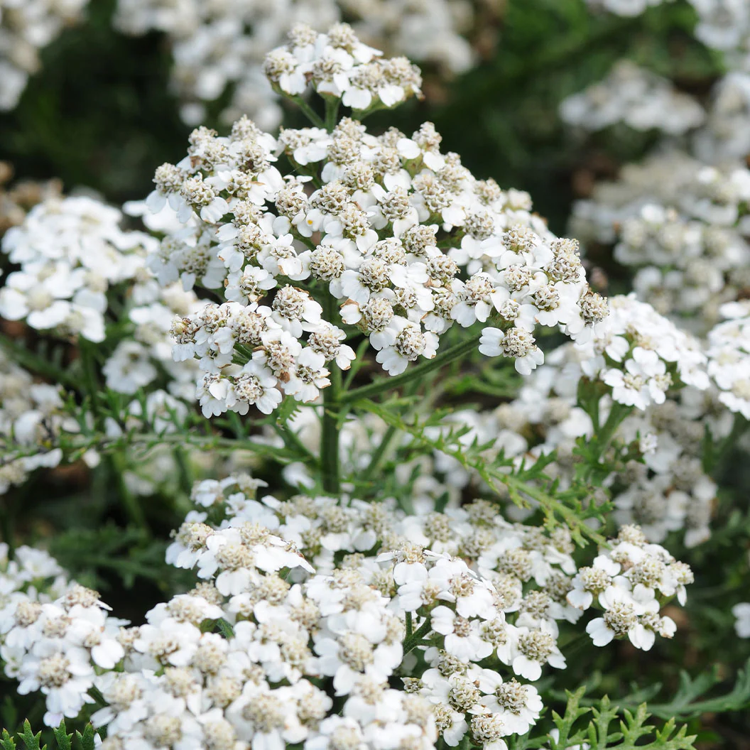 New Vintage™ White Yarrow Plant - Image 2
