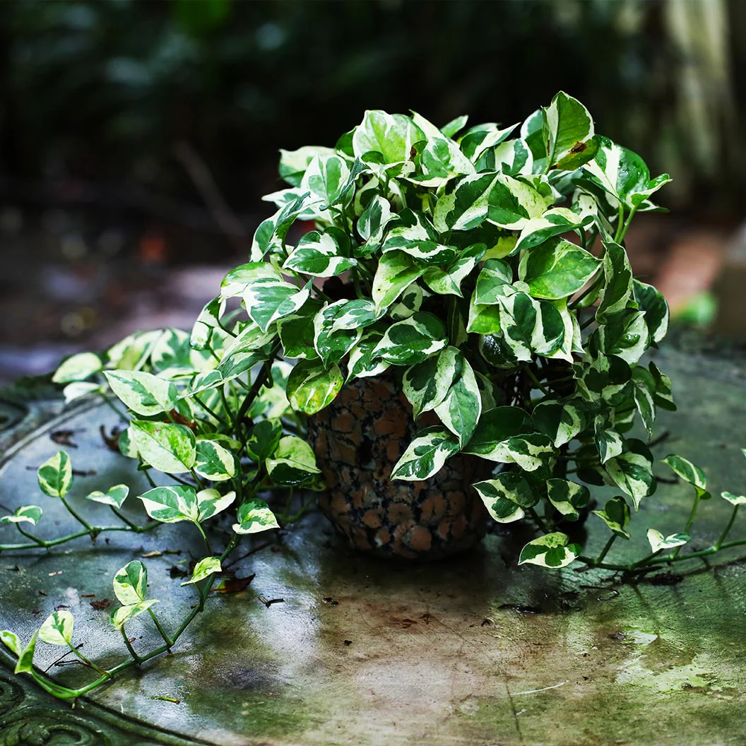 N'joy Pothos