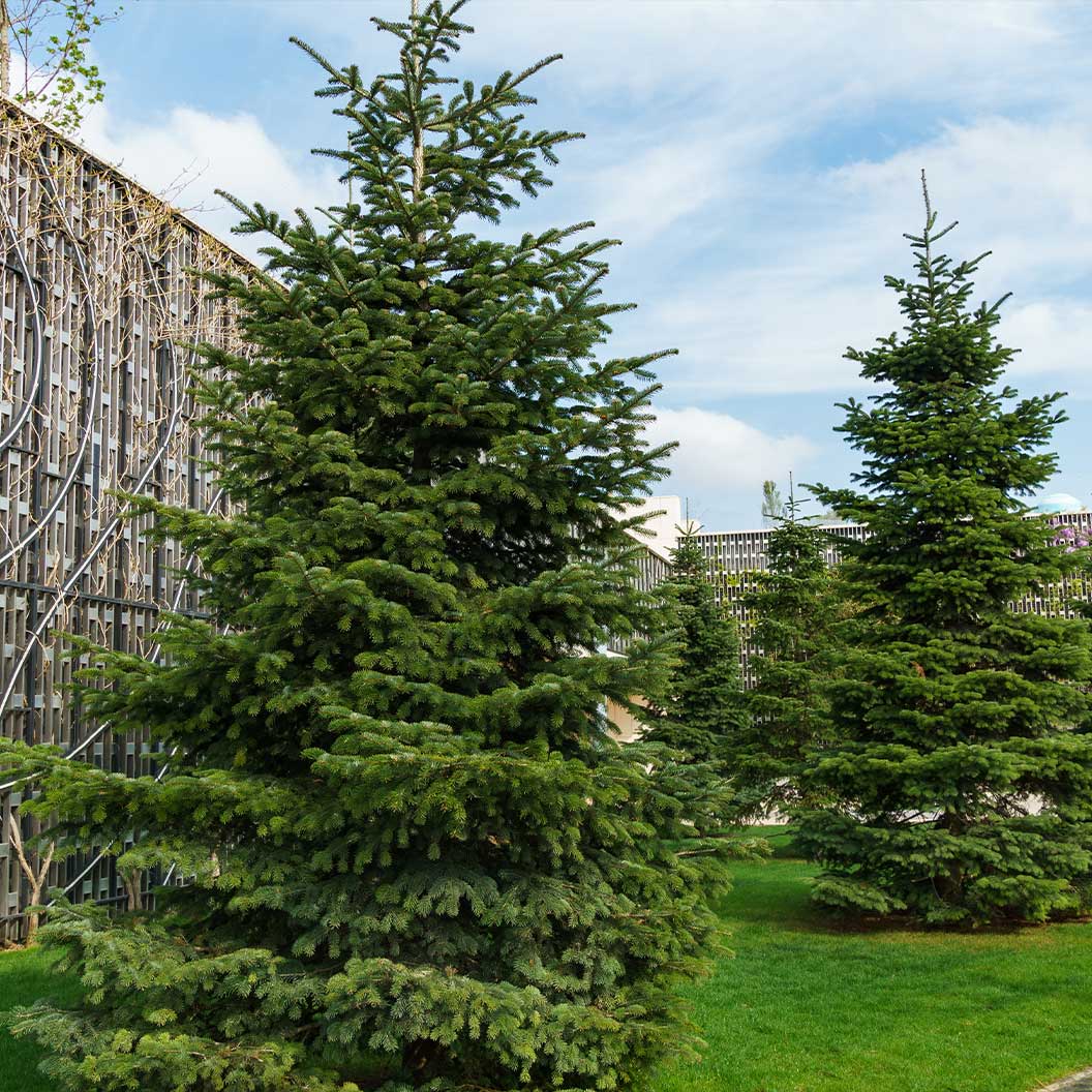 Nordmann Fir Tree - Image 2
