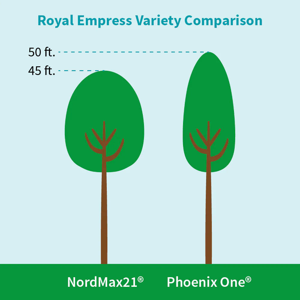 NordMax21® Royal Empress Tree Florida - Image 5