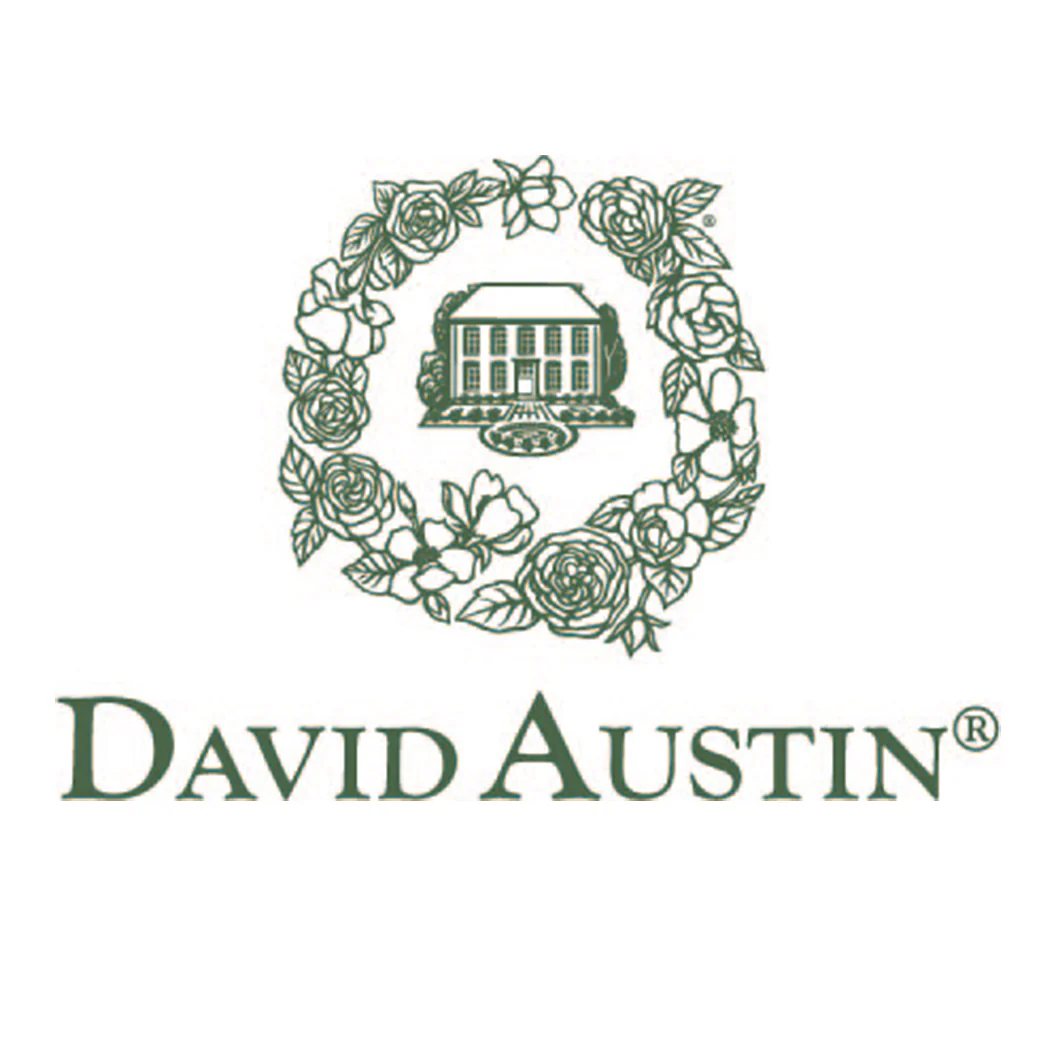 David Austin® Nye Bevan™ Rose Shrub - Image 5