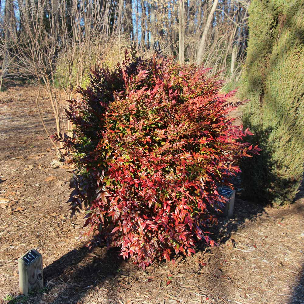 Southern Living® Obsession™ Nandina Shrub - Image 5