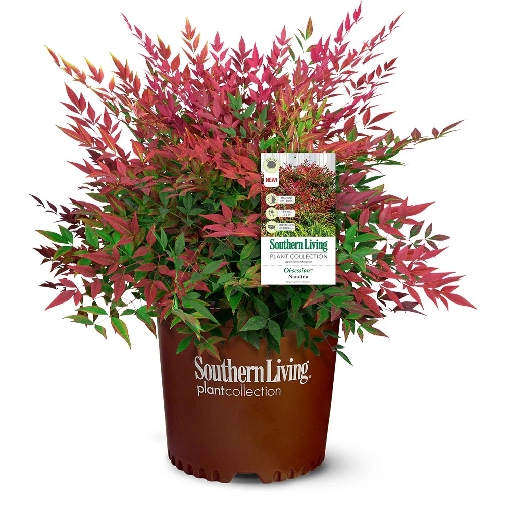 Southern Living® Obsession™ Nandina Shrub - Image 6