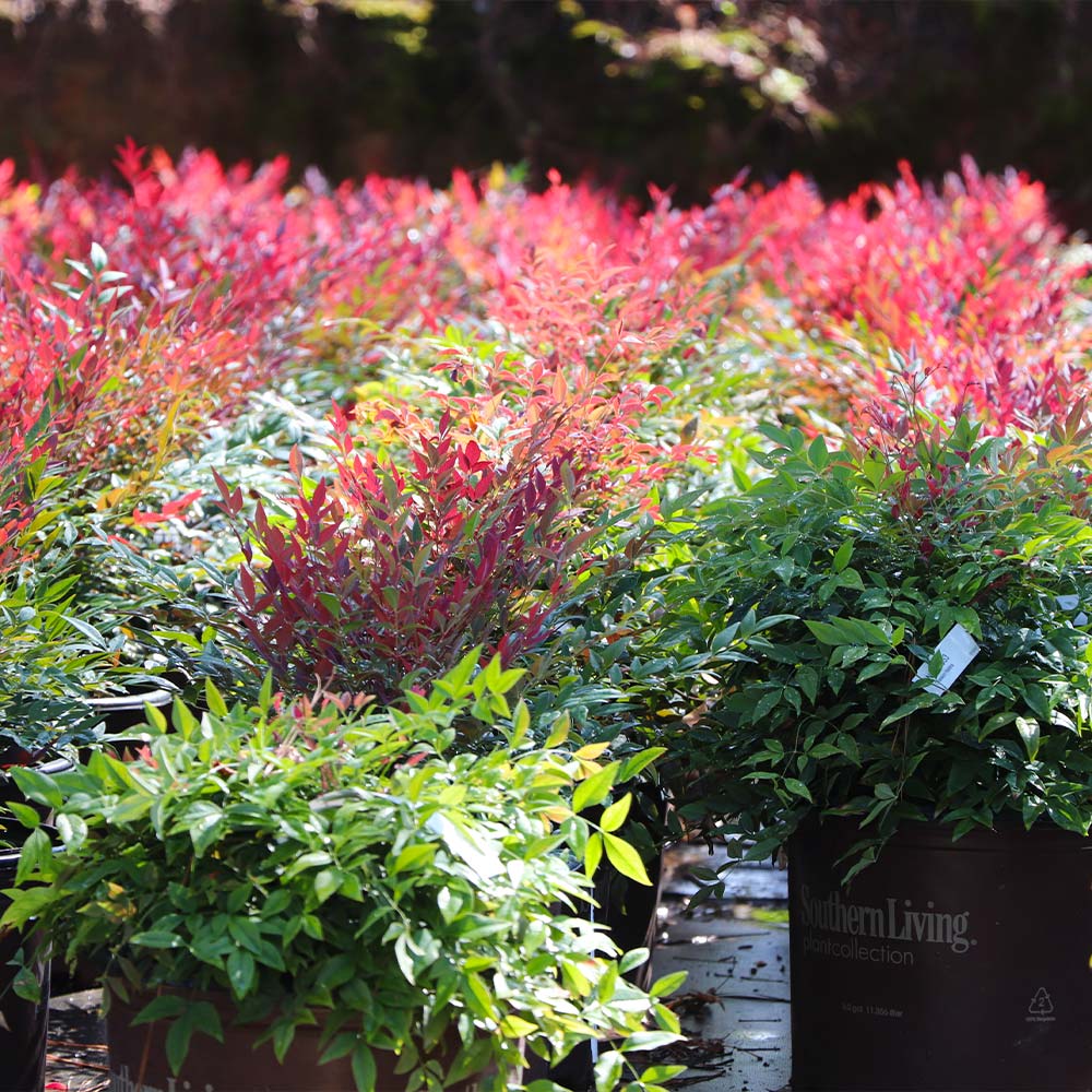 Southern Living® Obsession™ Nandina Shrub - Image 8