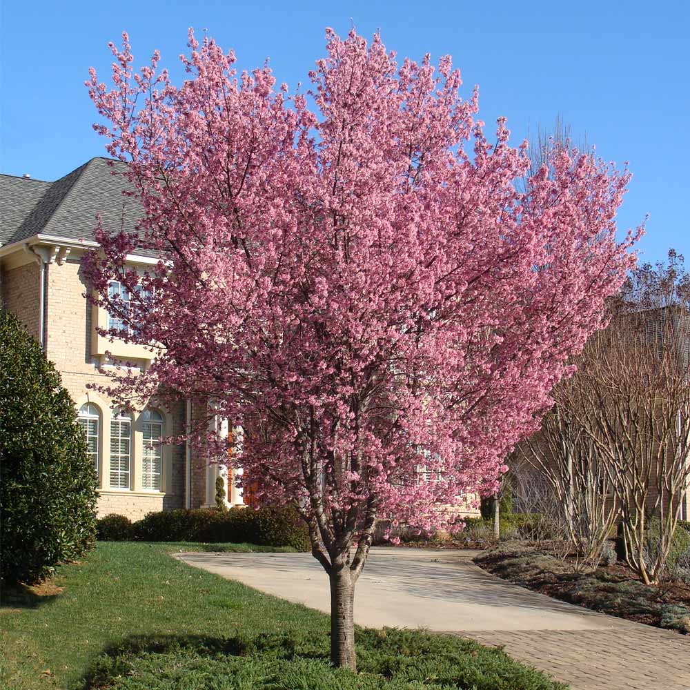 Okame Cherry Tree - Image 2