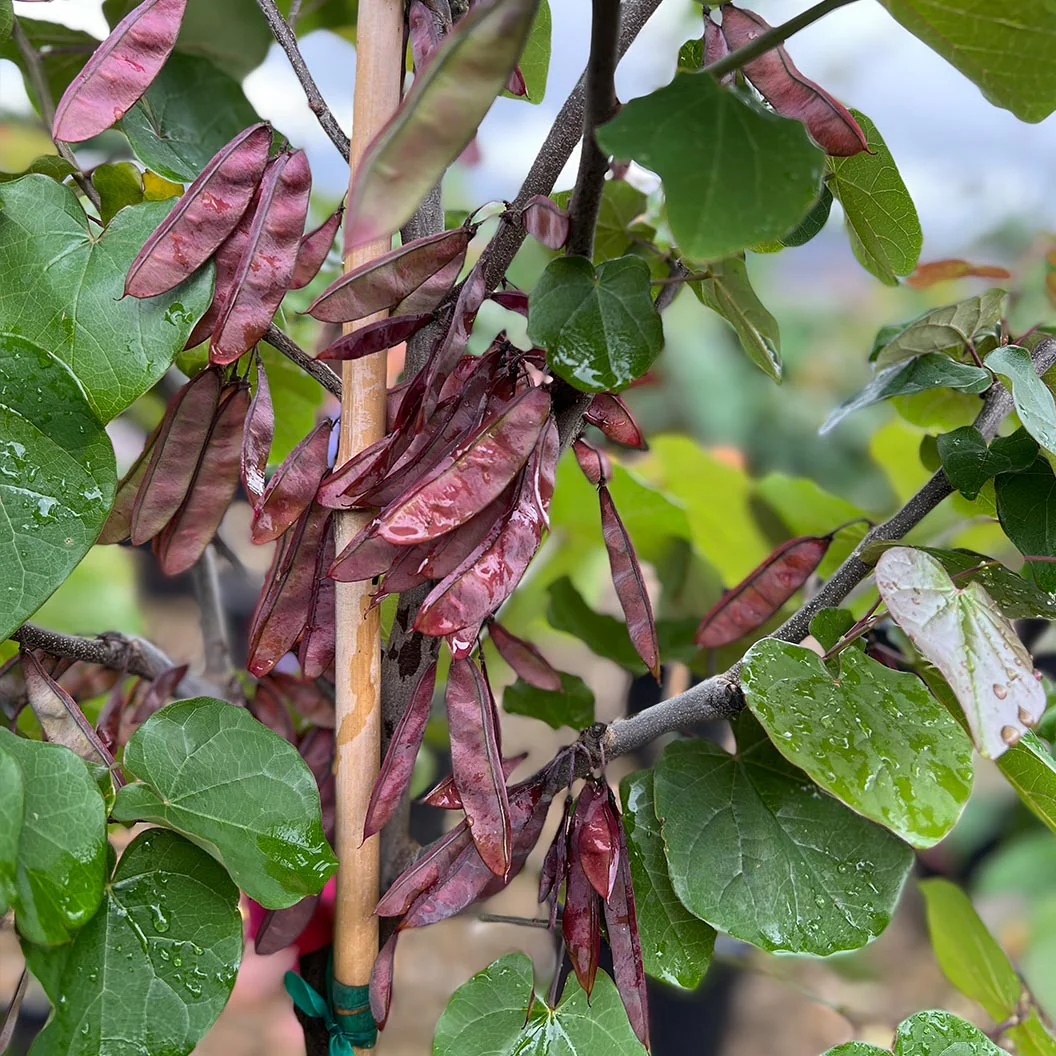 Oklahoma Sparkler Eastern Redbud Tree - Image 3
