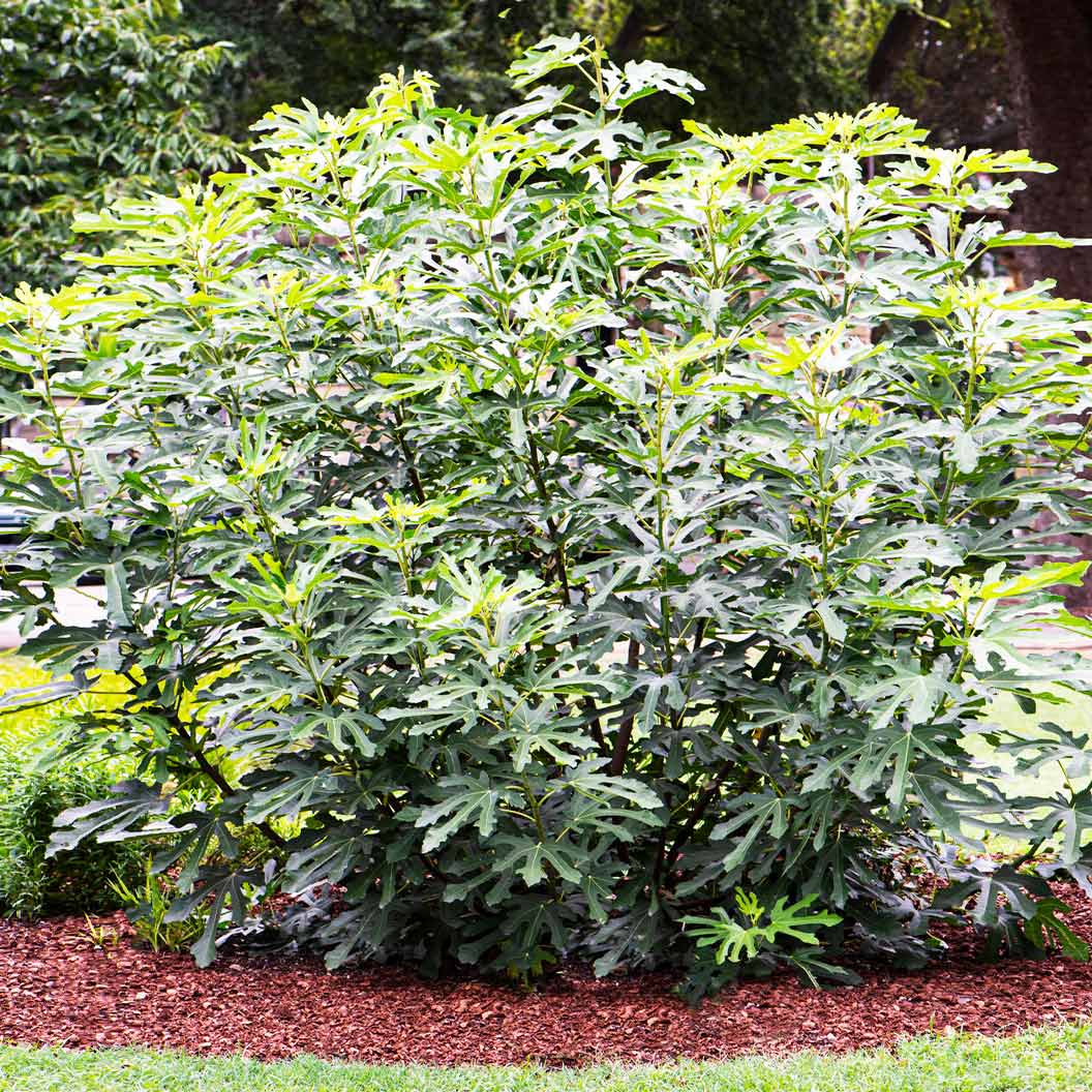 Olympian Fig Tree - Image 2