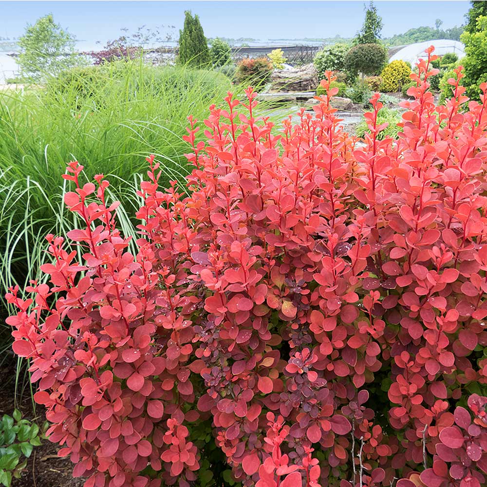 Southern Living® Orange Rocket Barberry Shrub - Image 2