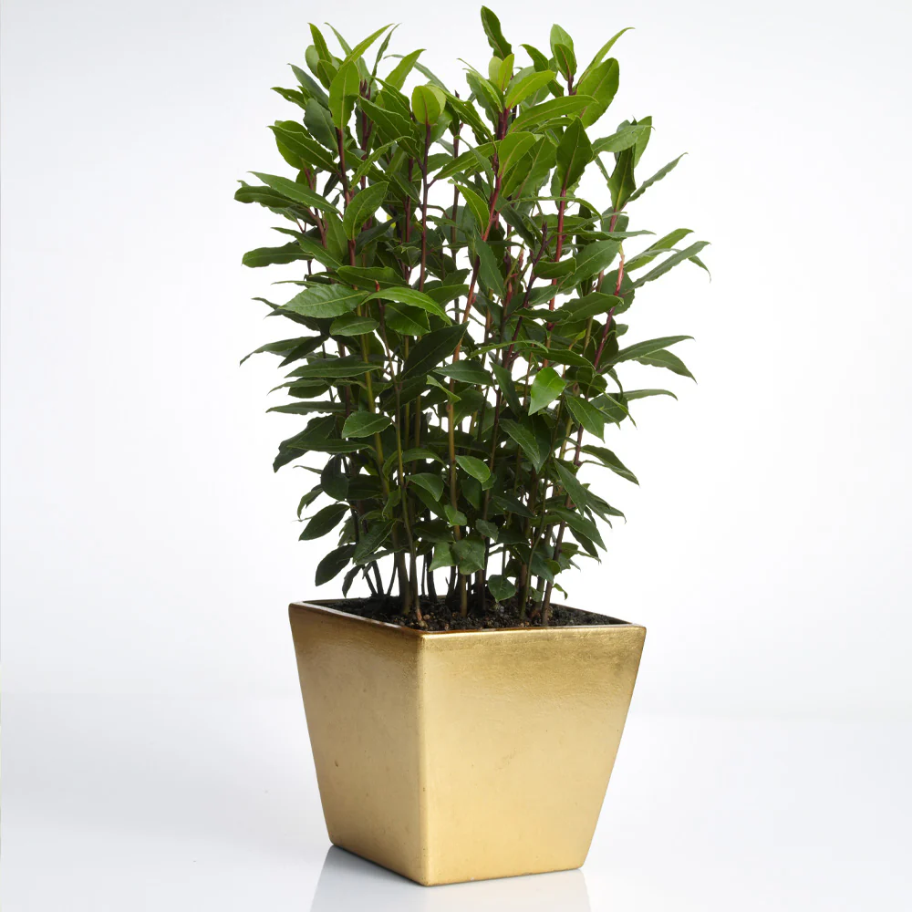 Bay Laurel - USDA Organic - Image 4