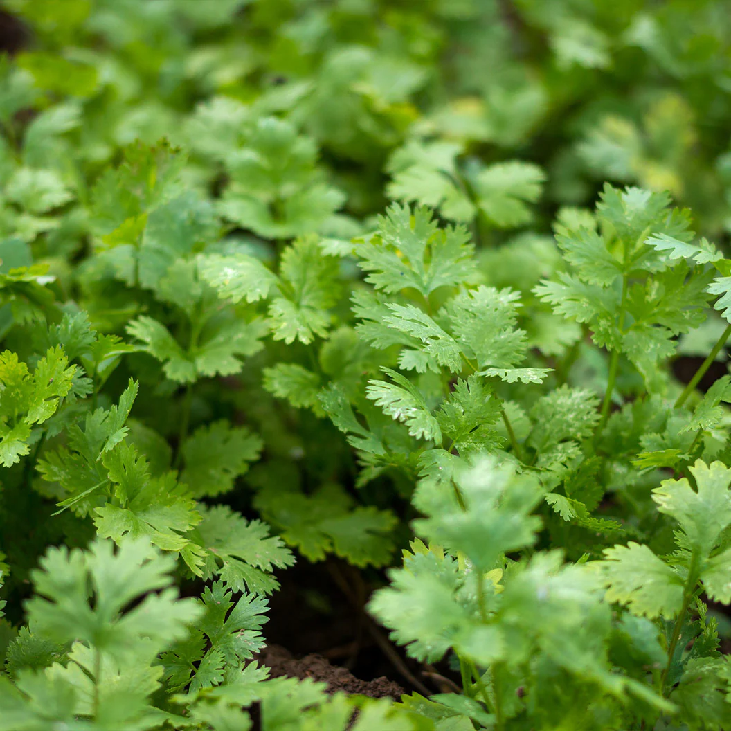 Cilantro Plant - USDA Organic - Image 2