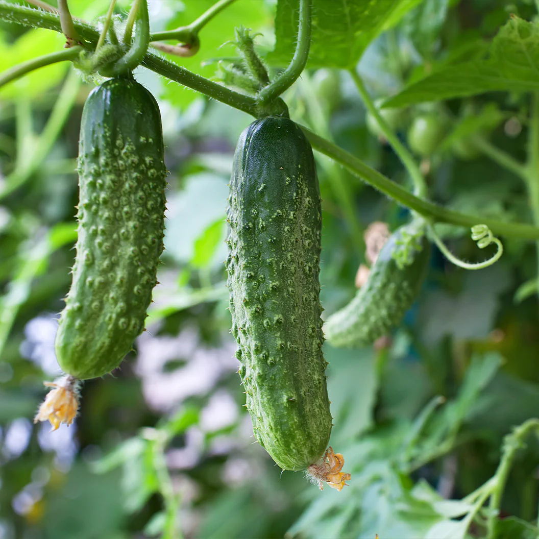 Organic Cucumber Salad Bush - Image 2