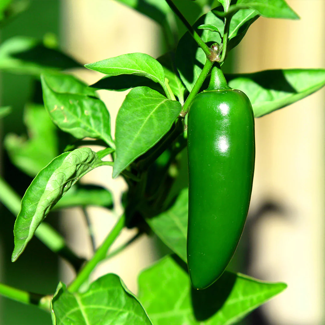 Jalapeno Pepper Plant - USDA Organic - Image 2