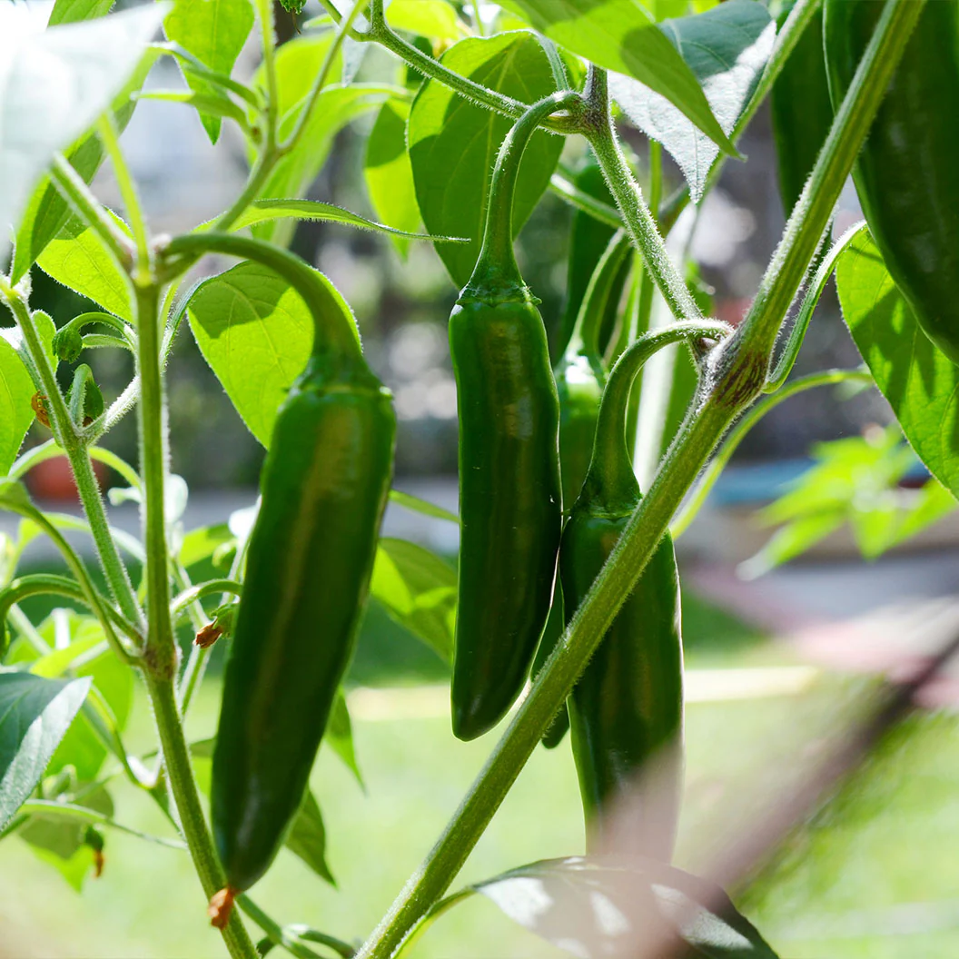 Jalapeno Pepper Plant - USDA Organic - Image 4