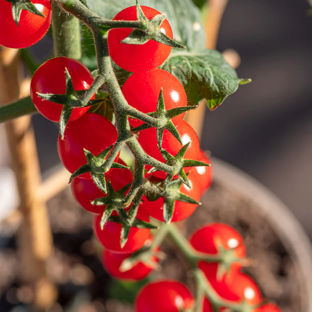 Little Bing Cherry Tomato Plant - USDA Organic - Image 2