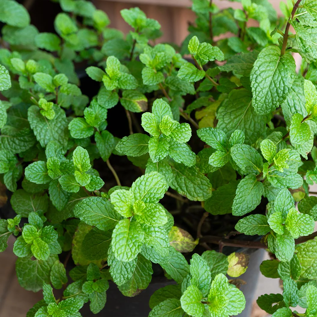 Mojito Mint Plant - USDA Organic - Image 4