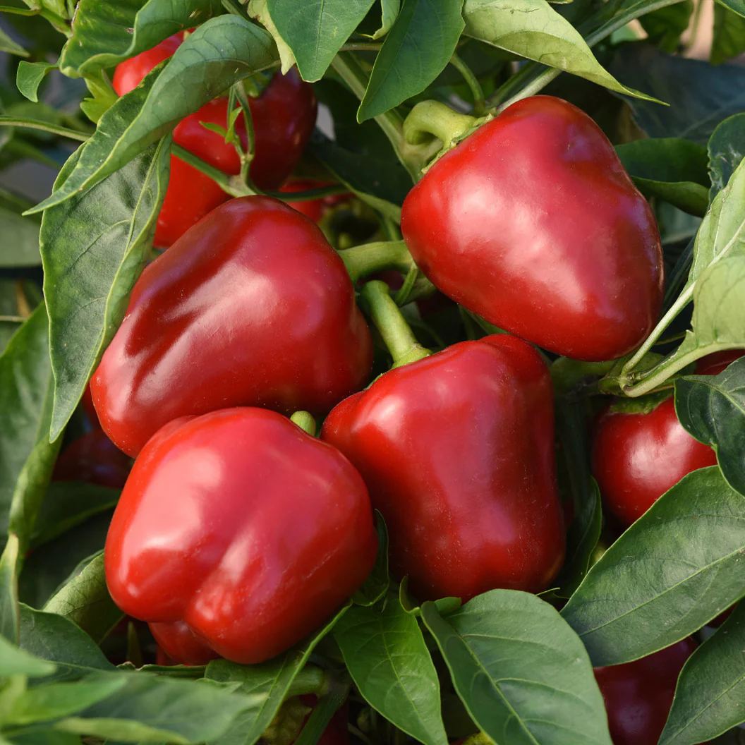 Snackabelle Red Pepper Plant - USDA Organic - Image 4