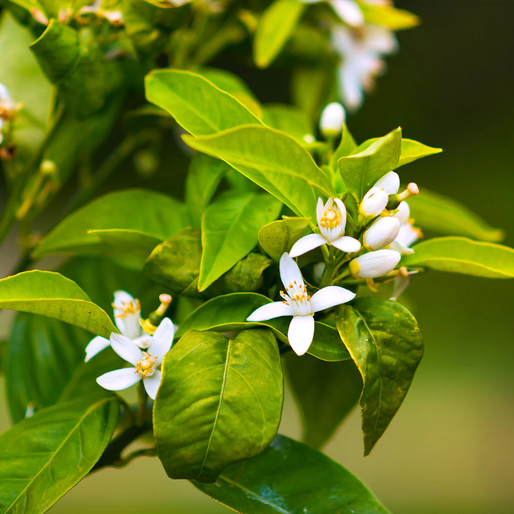 Owari Satsuma Mandarin Tree - Image 4