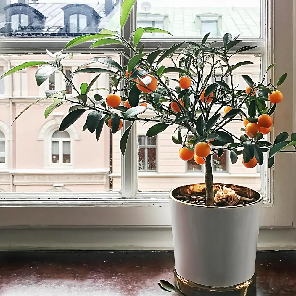 Page Mandarin Tree - Image 3
