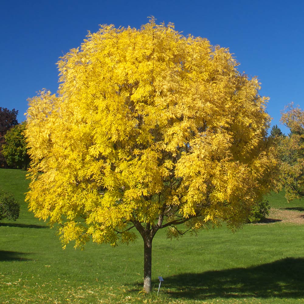 Patmore Green Ash Tree - Image 2
