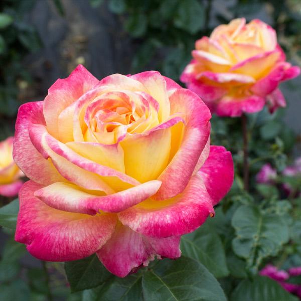 Peace Rose