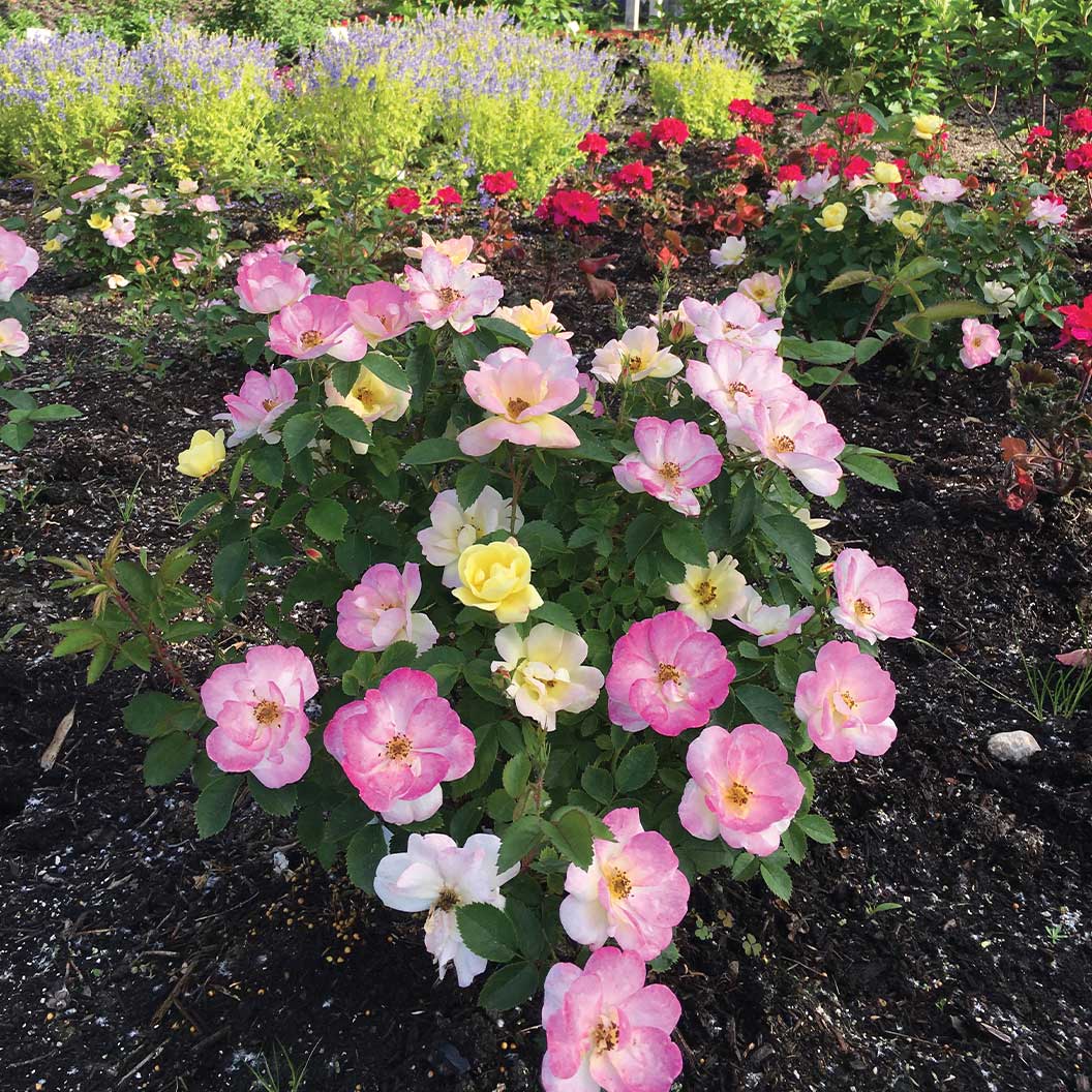 Peach LemonadeĀ® Rose Bush - Image 2