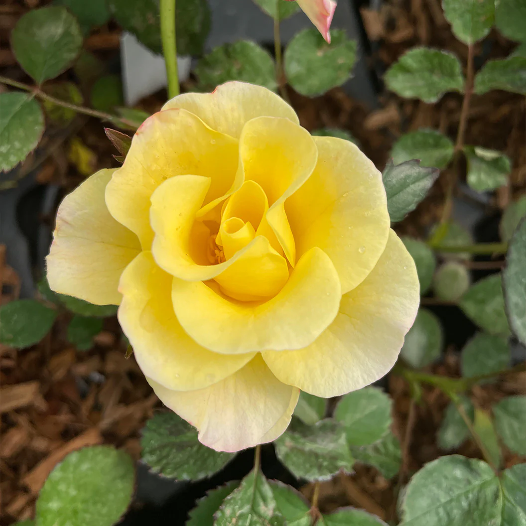 Peach LemonadeĀ® Rose Bush - Image 3