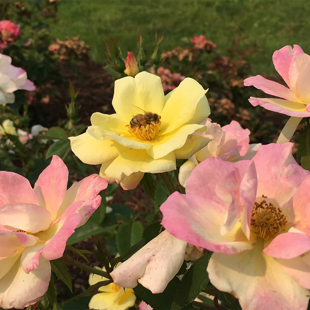 Peach LemonadeĀ® Rose Bush - Image 4